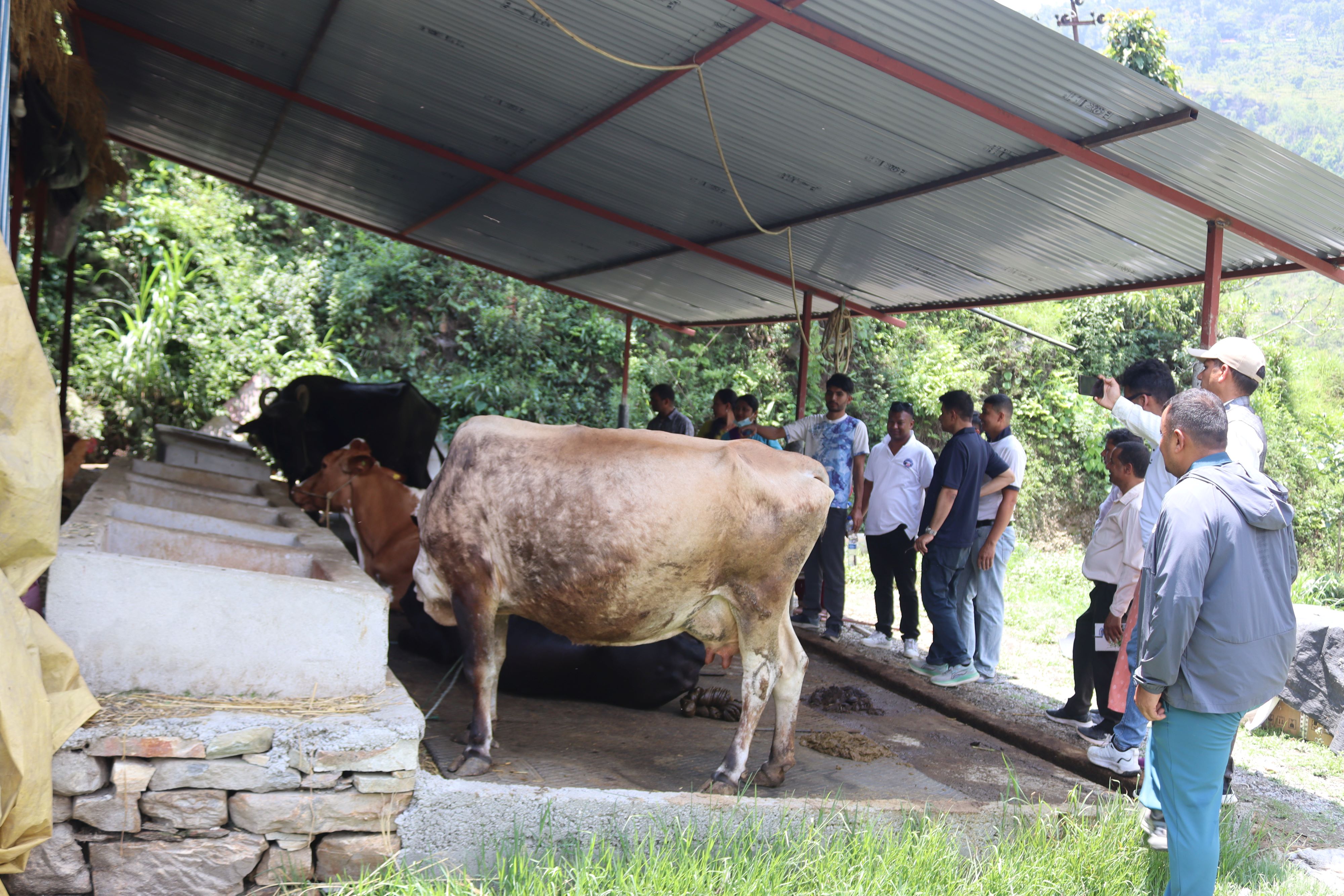 Jalbire Gai farm1748241171.JPG